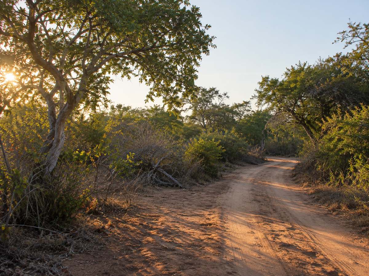 Dry Yala-type scrub and palu trees beside a dusty track, morning sidelight